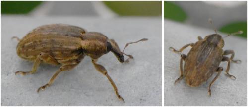 Réf. 243 955 : Hypera sp.